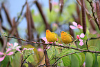 saffron finches