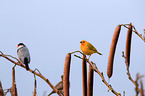 birds