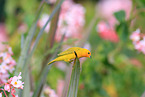 saffron finch