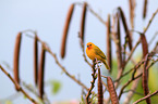 saffron finch