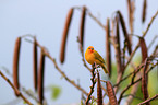 saffron finch