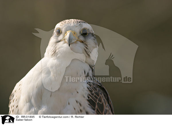 Saker falcon / RR-01895
