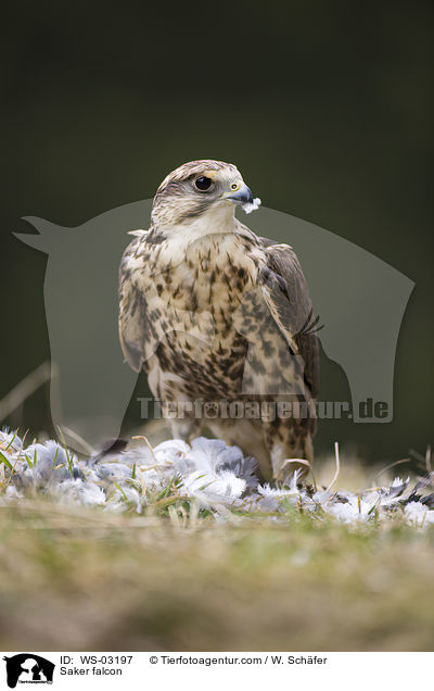 Saker falcon / WS-03197