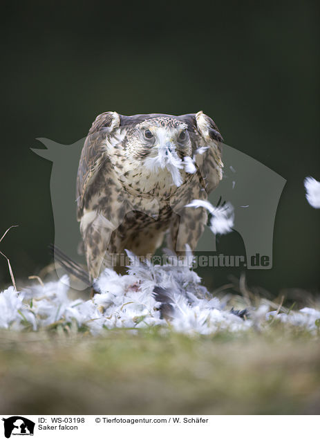 Saker falcon / WS-03198