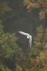 Saker falcon