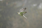 Saker falcon
