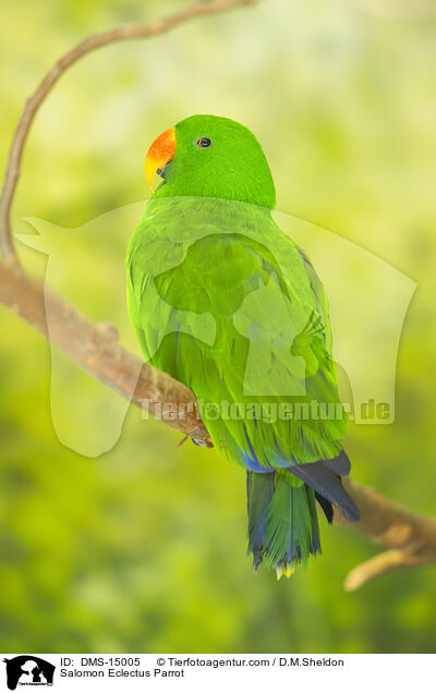 Salomon Eclectus Parrot / DMS-15005