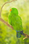 Salomon Eclectus Parrot