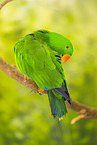 Salomon Eclectus Parrot