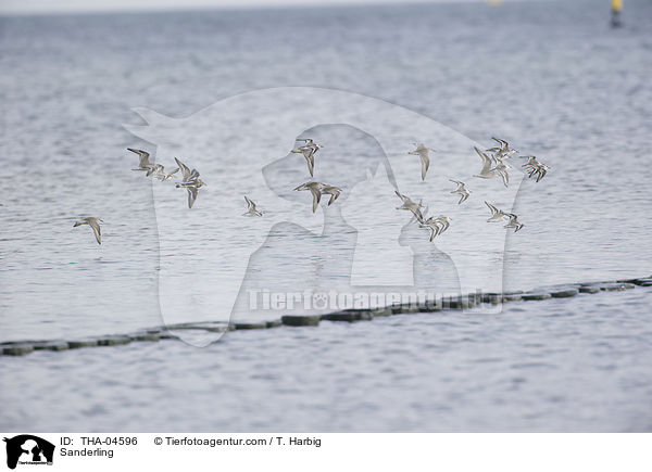 Sanderling / Sanderling / THA-04596