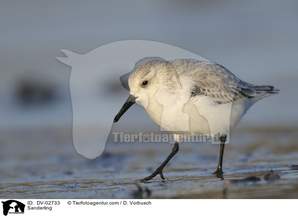 Sanderling / Sanderling / DV-02733