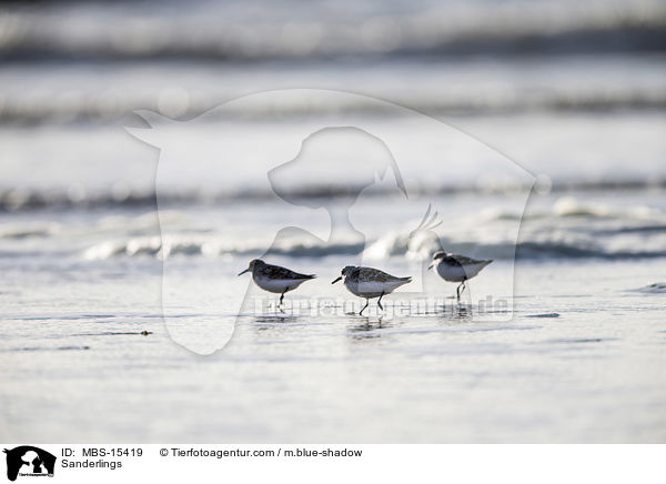 Sanderlings / MBS-15419