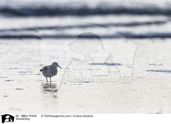 Sanderling / Sanderling / MBS-15426