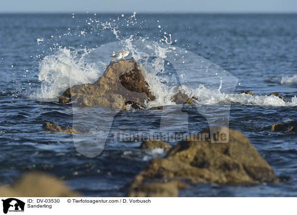 Sanderling / Sanderling / DV-03530