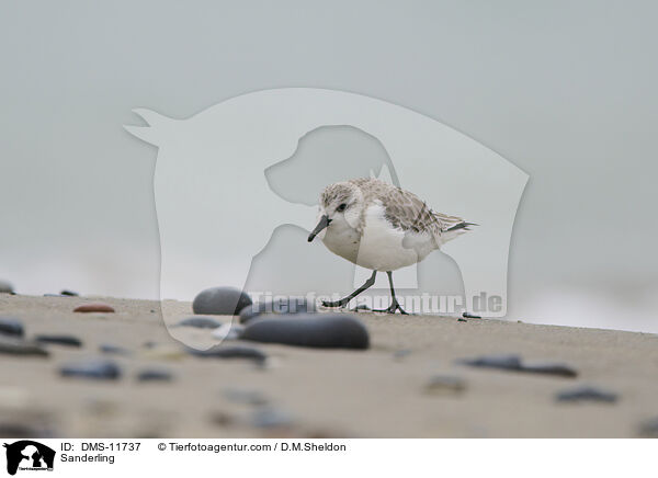 Sanderling / Sanderling / DMS-11737