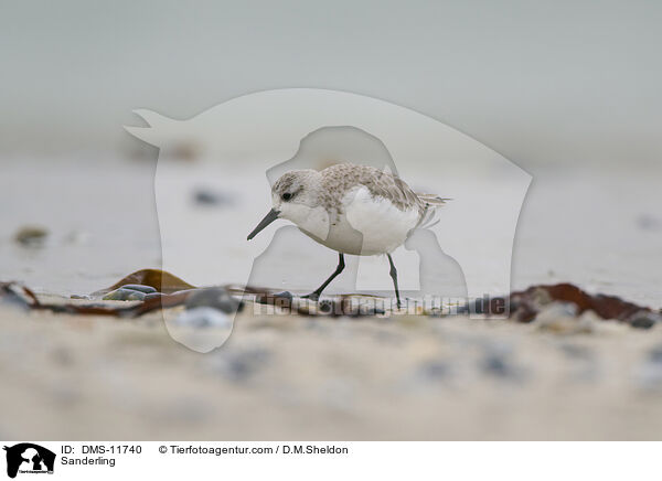 Sanderling / Sanderling / DMS-11740