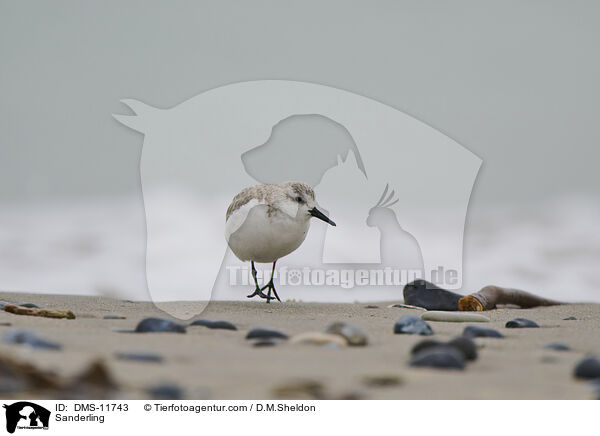 Sanderling / Sanderling / DMS-11743