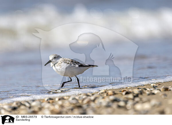 Sanderling / MBS-28579