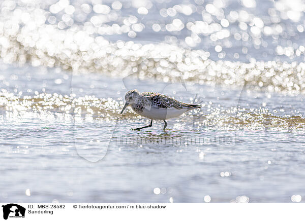 Sanderling / MBS-28582
