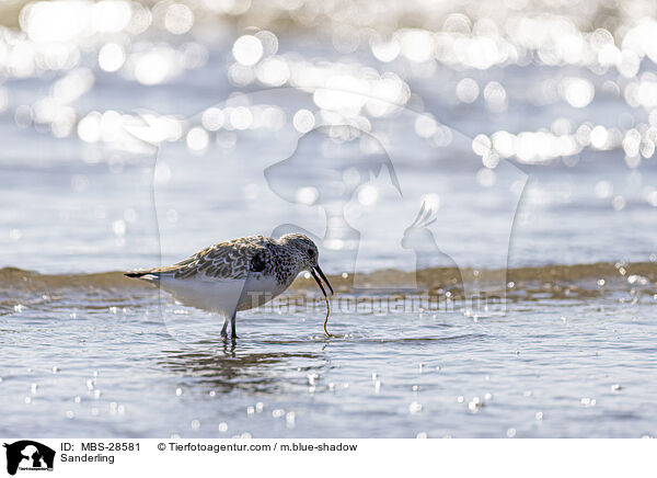 Sanderling / MBS-28581