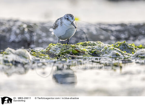 Sanderling / Sanderling / MBS-28611