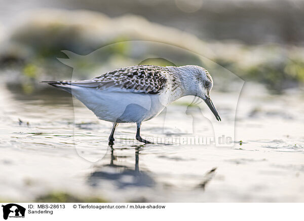 Sanderling / Sanderling / MBS-28613