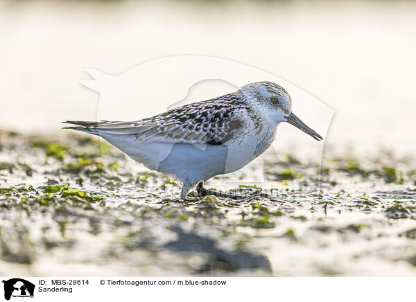 Sanderling / Sanderling / MBS-28614