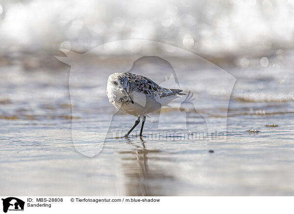 Sanderling / Sanderling / MBS-28808