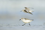 Sanderling