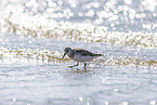 Sanderling