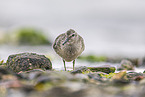 knot