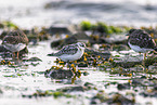Sanderling
