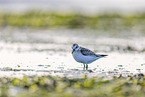 Sanderling