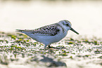 Sanderling