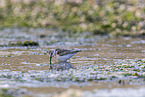 Sanderling