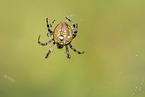 four-spot orb-weaver