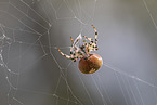 four-spot orb-weaver