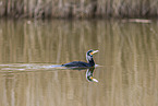 cormorant