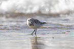 Sanderling