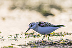 Sanderling