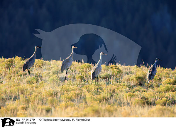 Kanadakraniche / sandhill cranes / FF-01279