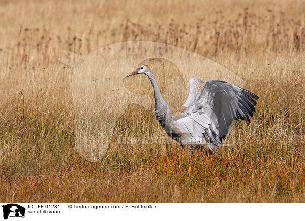 Kanadakranich / sandhill crane / FF-01281