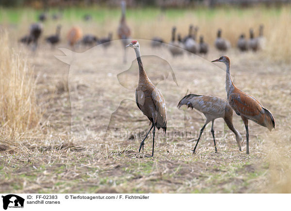 Kanadakraniche / sandhill cranes / FF-02383