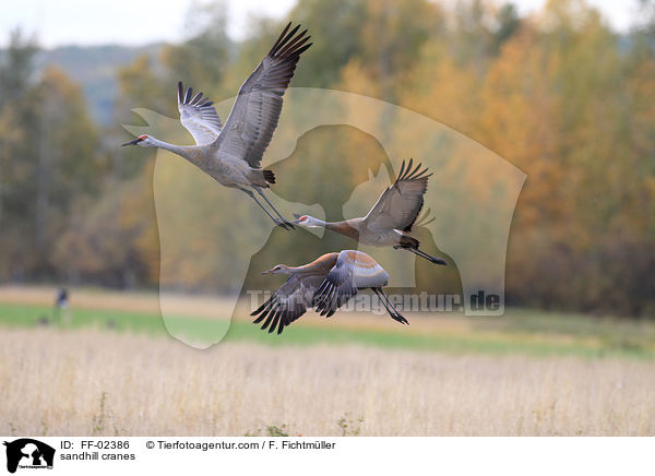 Kanadakraniche / sandhill cranes / FF-02386