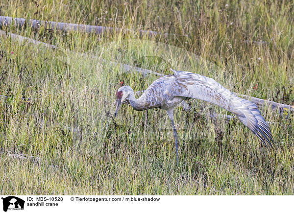 sandhill crane / MBS-10528