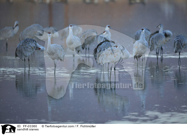 Kanadakraniche / sandhill cranes / FF-03360