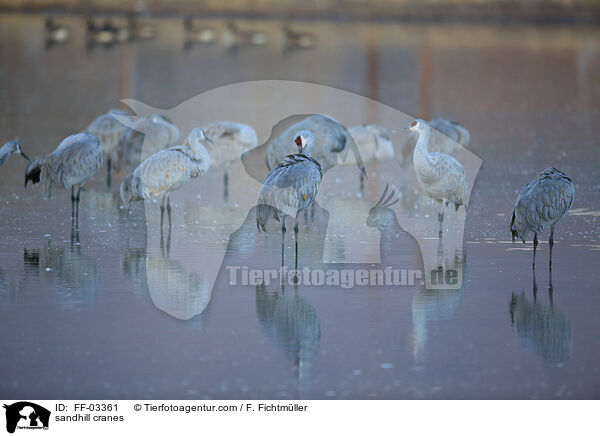 Kanadakraniche / sandhill cranes / FF-03361