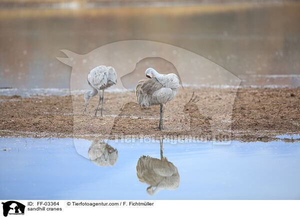 Kanadakraniche / sandhill cranes / FF-03364