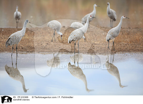Kanadakraniche / sandhill cranes / FF-03366