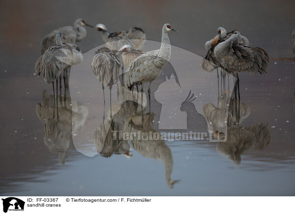 Kanadakraniche / sandhill cranes / FF-03367